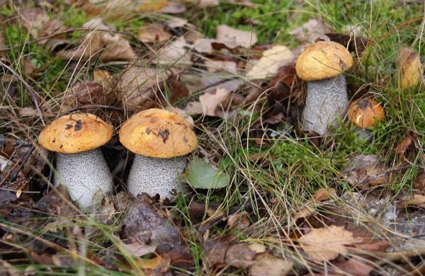 Powiększ zdjęcie 