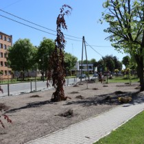 Powiększ zdjęcie Otoczenie starostwa w trakcie prac porządkowych